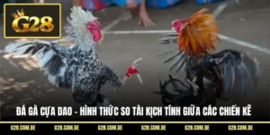 Đá Gà Cựa Dao - Hình Thức So Tài Kịch Tính Giữa Các Chiến Kê