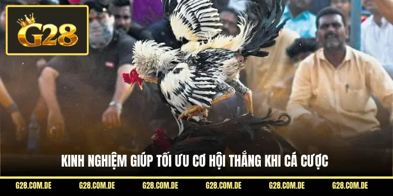 Kinh nghiệm giúp tối ưu cơ hội thắng khi cá cược
