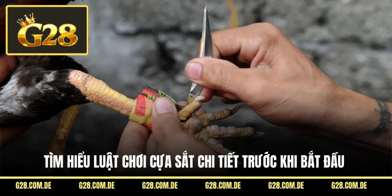 Tìm hiểu luật chơi cựa sắt chi tiết trước khi bắt đầu