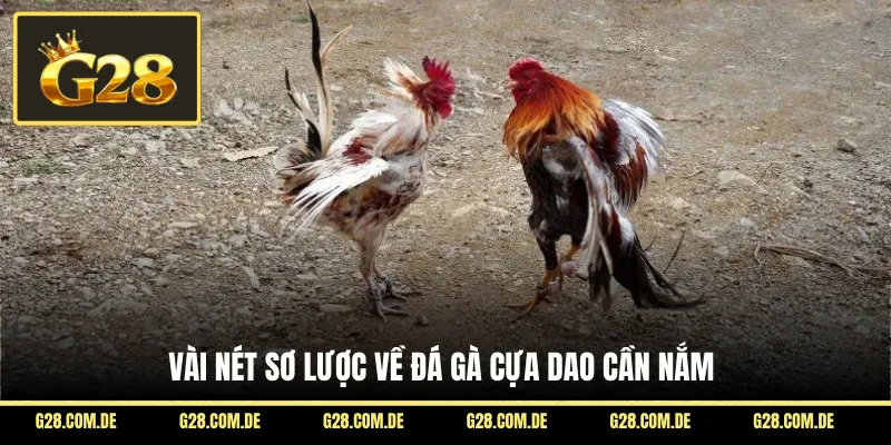 Vài nét sơ lược về đá gà cựa dao cần nắm